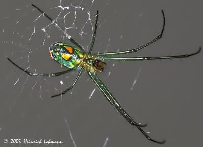 6585-Mabel Orchard Spider.jpg
