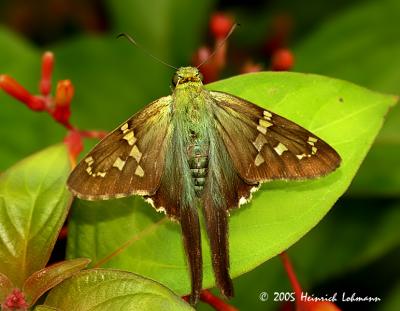 7105-Long-tailed Skipper.jpg