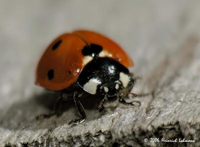 9568-Nine-spotted Ladybug.jpg