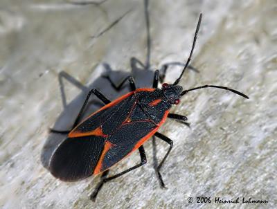 0105-Boxelder Bug.jpg
