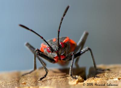 0108-Boxelder Bug.jpg