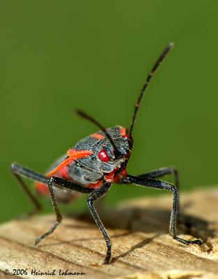 0109-Boxelder Bug.jpg