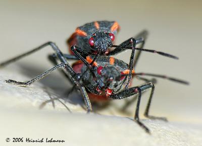0152-Boxelder Bug.jpg
