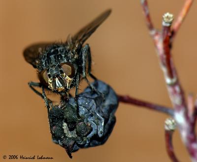 9625-Flesh Fly.jpg