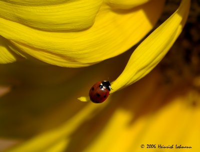 P1655-lady bug.jpg