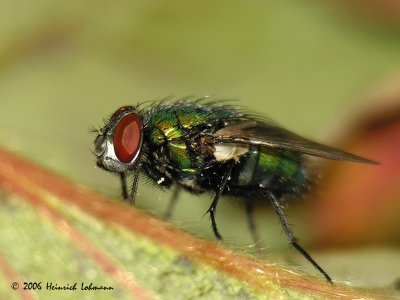 0092-green bottle fly.jpg