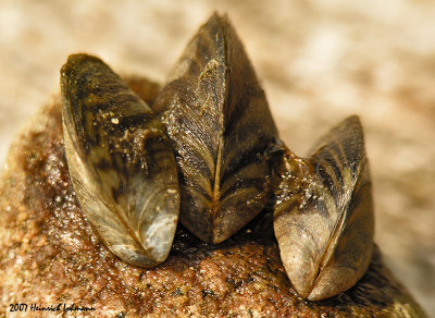 N0699-Zebra-Mussels.jpg