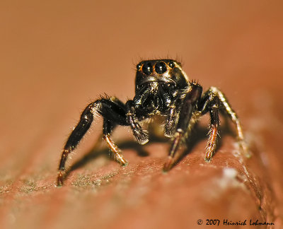 N0743-Jumping spider.jpg