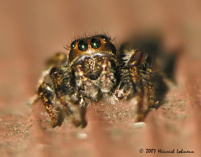 N0761-jumping spider.jpg