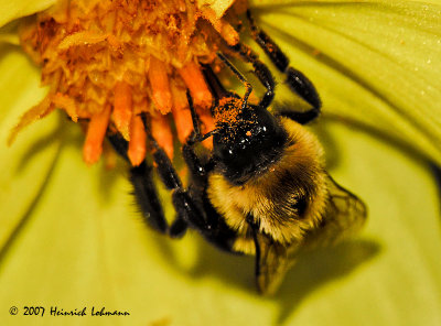 N0924-Golden Northern Bumble Bee.jpg