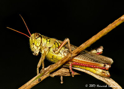 N0943-Grasshopper.jpg