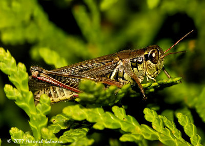 N0952-Grasshopper.jpg