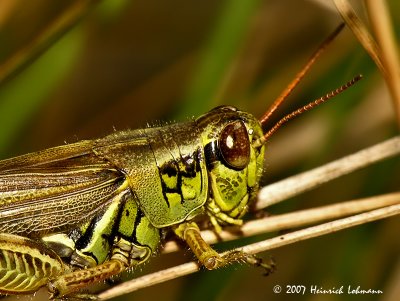 N0987-Grasshopper.jpg