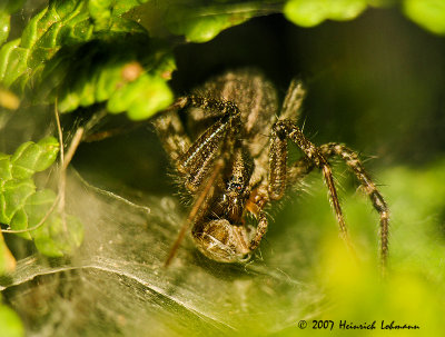 N1020-Grass Spider.jpg