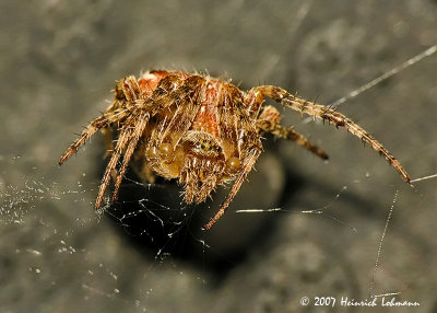 N1193-Garden Spider.jpg