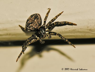 N1206-Selenopid Crab Spider.jpg