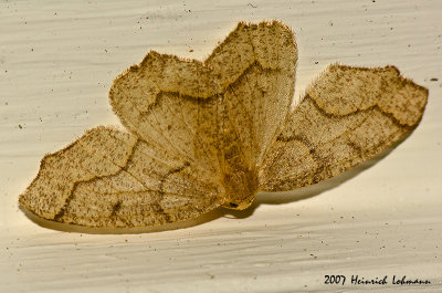 N1481-moth.jpg