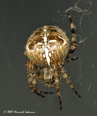N1569-Garden Spider.jpg