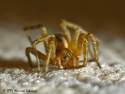 N1611-Unidentified Spider.jpg