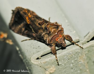 N1889-Unidentified Moth.jpg