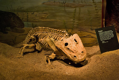 GP2253-Royal Tyrrell.jpg