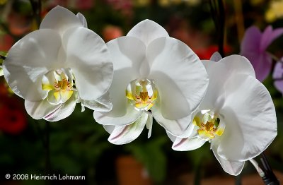 GP2540-Orchids.jpg