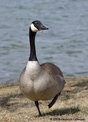 GP3508-Canada Goose.jpg