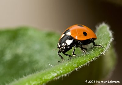 GP3751-Ladybug.jpg