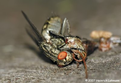 N1043 fly on hopper carcass.jpg