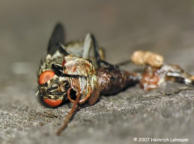 N1055-fly on hopper carcass.jpg