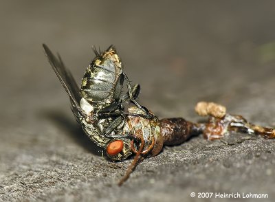 N1057-fly on hopper carcass.jpg