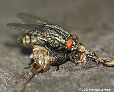 N1087-fly on hopper carcass.jpg