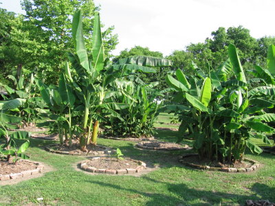 Banana trees at Laura Plantation.jpg