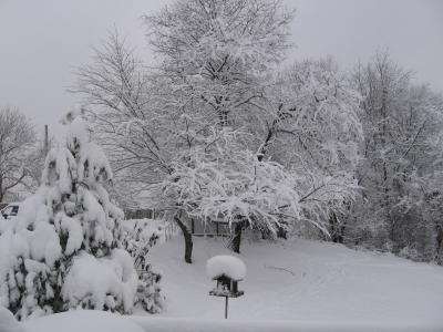 Our snowy backyard 2-12-06.JPG