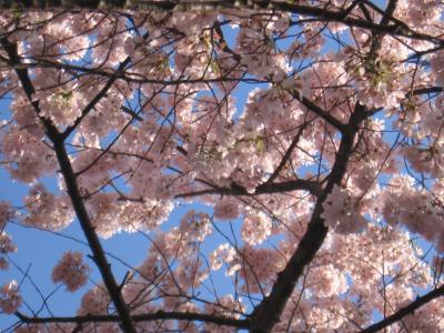 Cherry blossoms.jpg