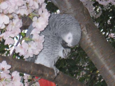 An African Grey parrot in a cherry tree.jpg