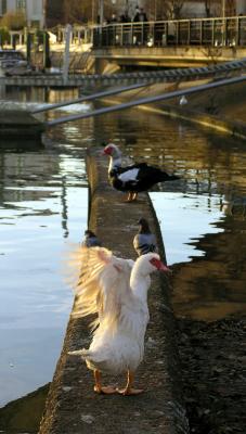 Canards