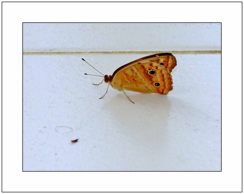 Beautiful Wings