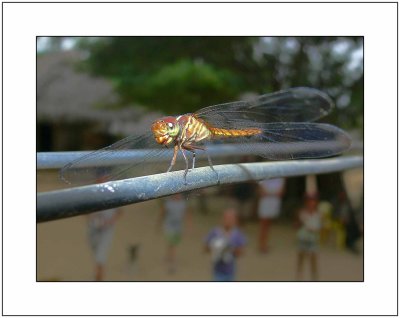 Dragonfly