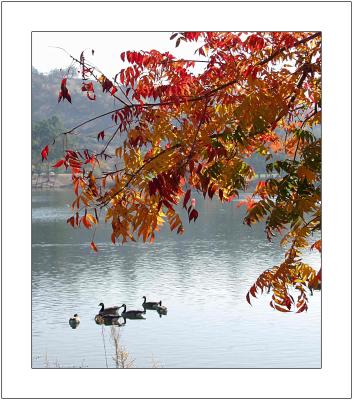 Fall Colors with Geese and Ducks