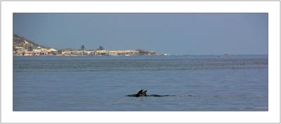 Dolphins in Front of Tierrabomba