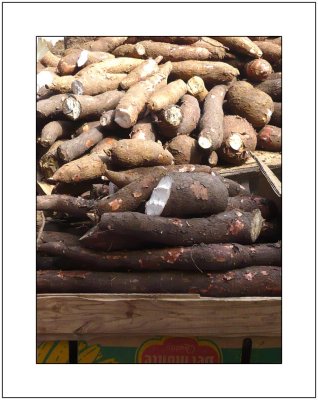 Yummy Yucca