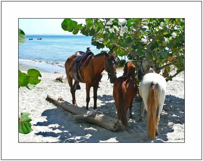 Equine Trio by the Sea
