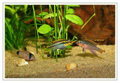 Pelvicachromis taeniatus, couple