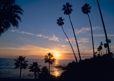 Silhouetted Palms