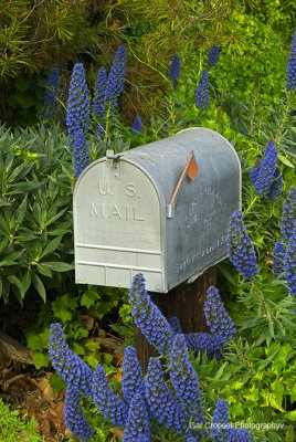 Country Mailbox