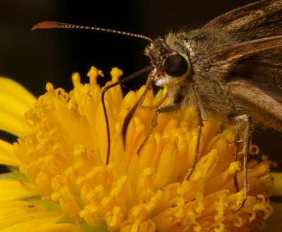 Moth feeding-CREDIT-