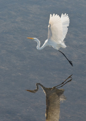 Reflective Egret*Credit*