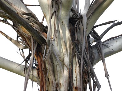 Eucalyptus Shedding Bark *Credit*