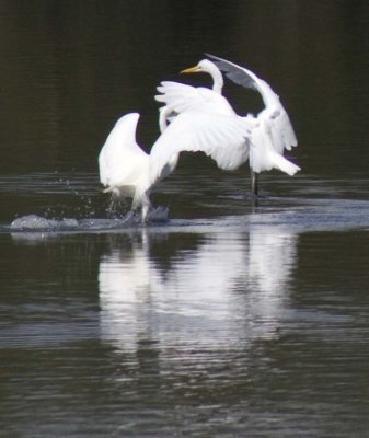 Egret Dance